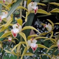 cymbidium_lowianum2md (Cymbidium lowianum)