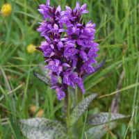 Dactylorhiza majalis (Orchis à larges feuilles)