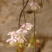 Dendrobium_cucullatum (Dendrobium cucullatum)