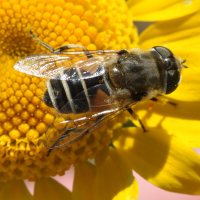 Eristalis arbustorum (Eristale des buissons)