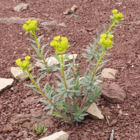 Euphorbia_nicaeensis (Euphorbia nicaeensis)