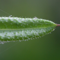 galium_aparine6md