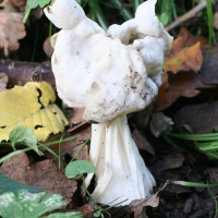 helvella_crispa3md