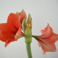 hippeastrum_sp2md