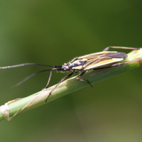 Horistus orientalis (Punaise)