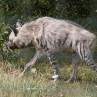 Hyaena_hyaena