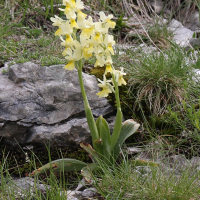 Orchis pauciflora (Orchis à peu de fleurs)