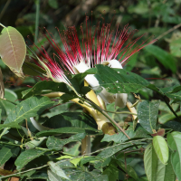 Pachira aquatica (Châtaignier de la Guyane, Noisetier de la Guyane, Noix de Malabar, Cacaoyer-rivière, Arbre à monnaie)