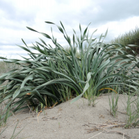 pancratium_maritimum9md