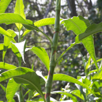 persicaria_senegalensis2md