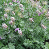 Pulsatilla vulgaris (Pulsatille ordinaire)