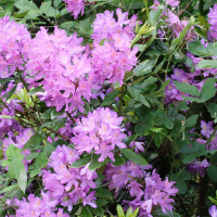 Rhododendron ponticum (Rhododendron pontique, Rhododendron des parcs)