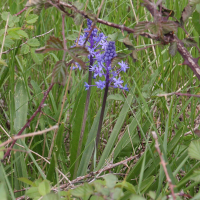 Scilla hyacinthoides (Scille fausse jacinthe)