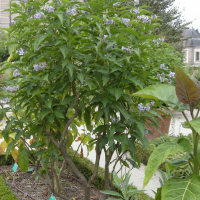 Solanum bonariense (Morelle de Buenos-Aires)