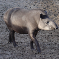 tapirus_terrestris2bd (Tapirus terrestris)