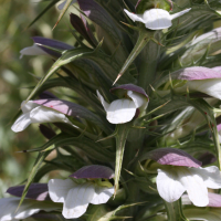 acanthus_spinosus3md