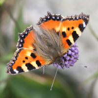 aglais_urticae2md (Aglais urticae)