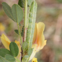 Agrochola lychnidis (Xanthie cannellée, Noctuelle de la Lychnide)