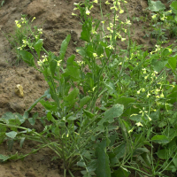 Brassica nigra (Moutarde noire)