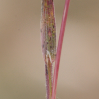 bromus_rubens3md (Bromus rubens)