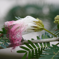 calliandra_surinamensis1md (Calliandra surinamensis)