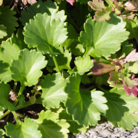 chrysanthemum_arcticum3md (Chrysanthemum arcticum)