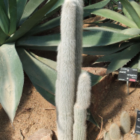 cleistocactus_straussi1sd