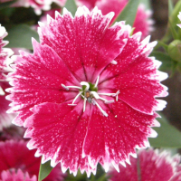 dianthus_chinensis3md