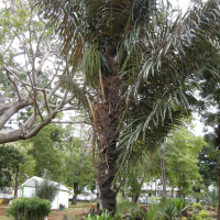 Elaeis guineensis (Palmier à huile)