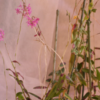 Epidendrum radicans (Epidendrum)