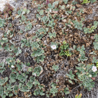 Erodium corsicum (Bec de grue corse)