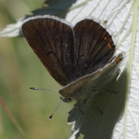 Eumedonia eumedon (Argus de la sanguinaire)