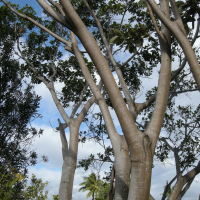 Ficus rubra (Figuier rouge, Affouche rouge)