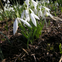 galanthus_nivalis1cmd