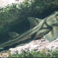 Heterodontus portusjacksoni (Requin dormeur taureau)
