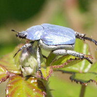 hoplia_caerulea2md