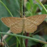 idaea_ochrata2bd