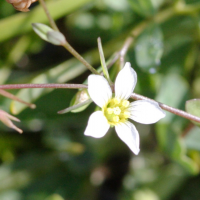 Linum catharticum (Petit lin blanc)