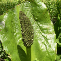 Lysichiton_americanus