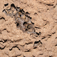 Nasutitermes corniger (Termite)