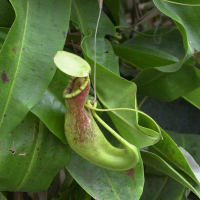 nepenthes_x_coccinea3md