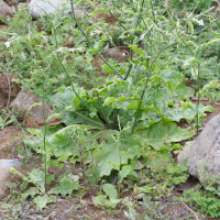 nicotiana_plumbaginifolia2md