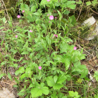 Oenothera rosea (Onagre rosée)