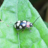 Omophoita cyanipennis (Eight-spotted Flea Beetle)