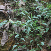 Panicum brevifolium (Millet)