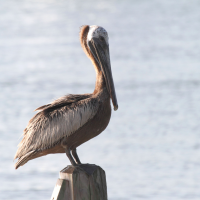 pelican_brun_-_pelecanus_occidentalis5bd