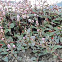 persicaria_capitata4md