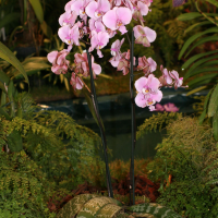 Phalaenopsis schilleriana (Phalaenopsis)