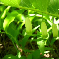 polygonatum_odoratum2md