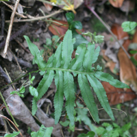 Polypodium australe (Polypode austral)